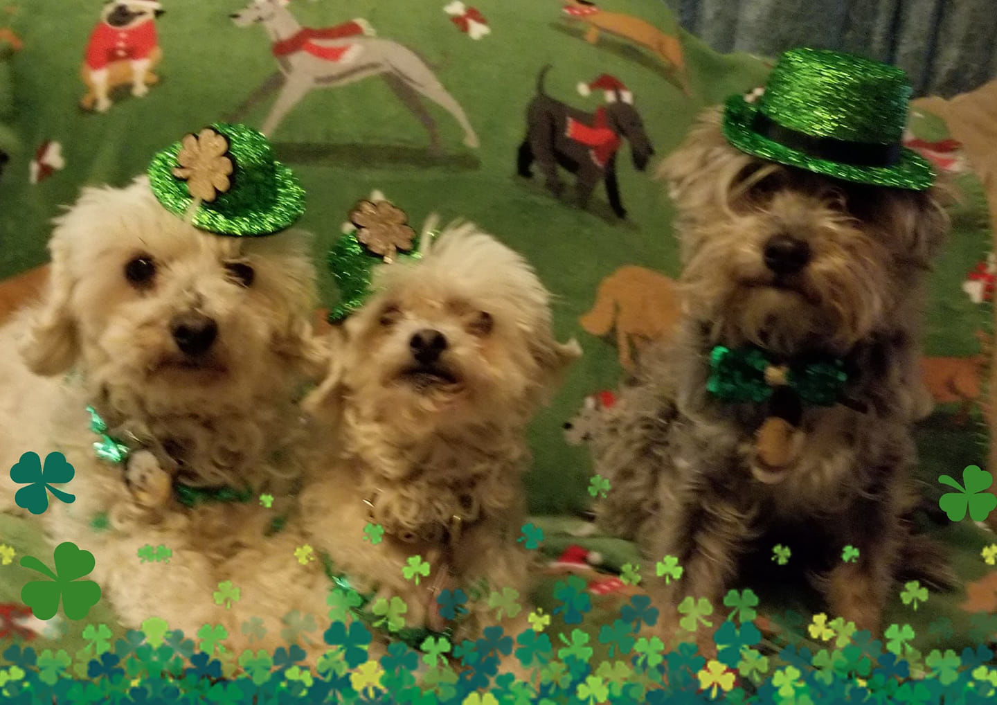 Readers pet photos